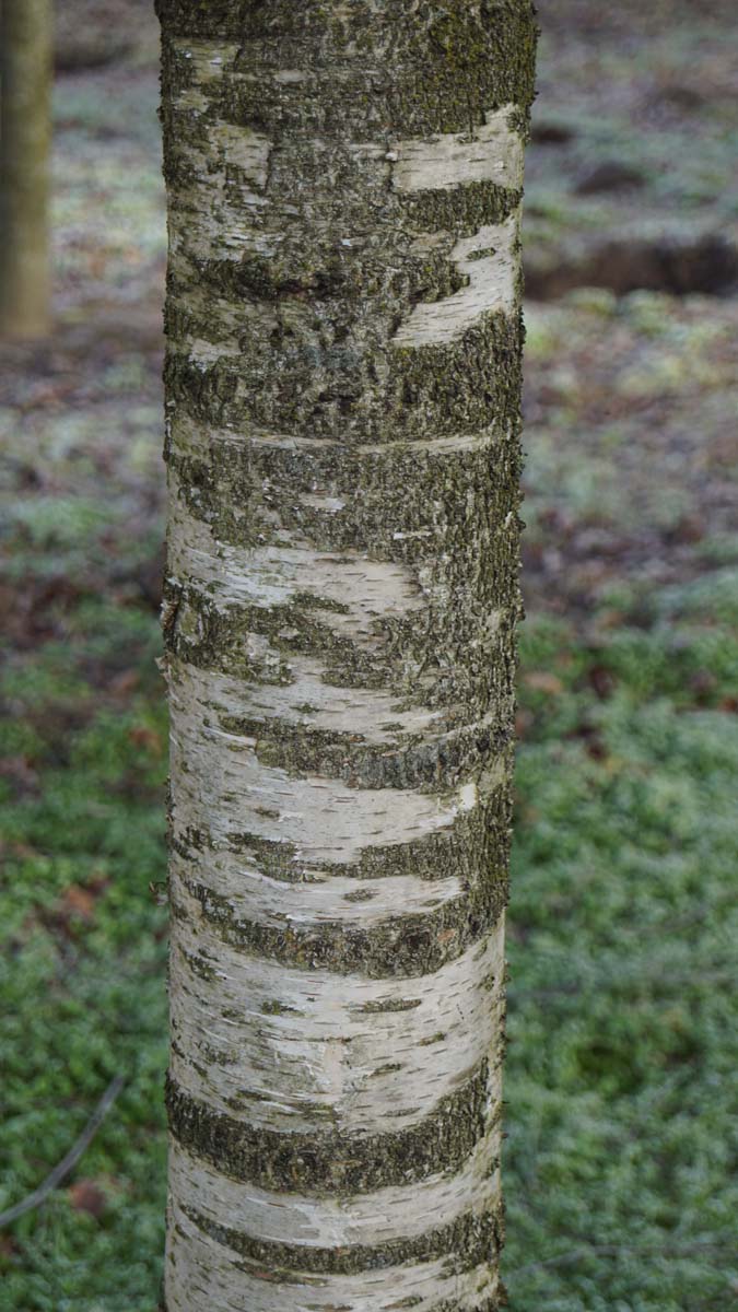 Betula pendula 'Laciniata' op stam