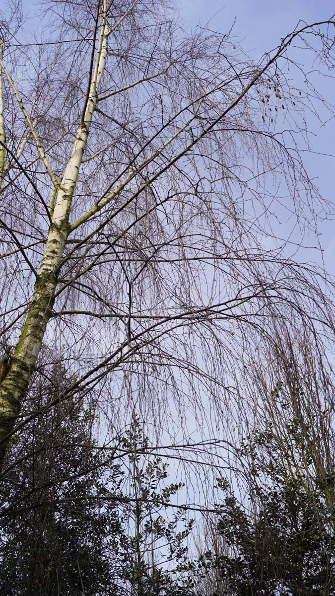 Betula pendula 'Laciniata' solitair