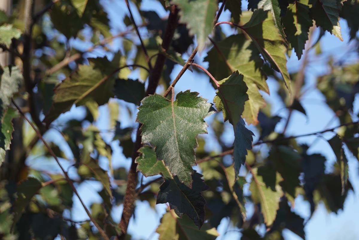 Betula pendula 'Purpurea' solitair blad