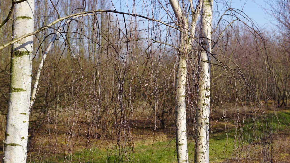 Betula pendula 'Tristis' meerstammig / struik