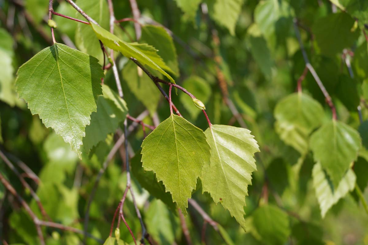Betula pendula 'Youngii' op stam