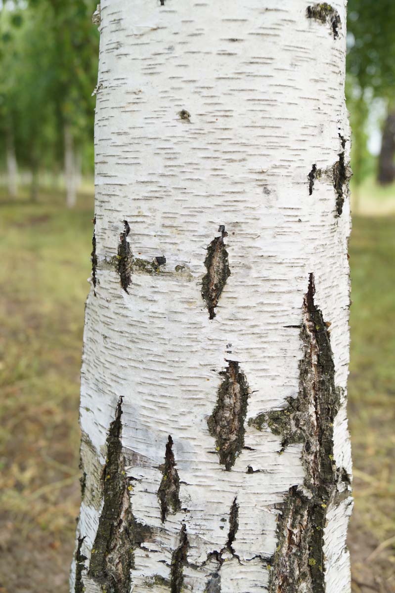 Betula pendula 'Youngii' op stam