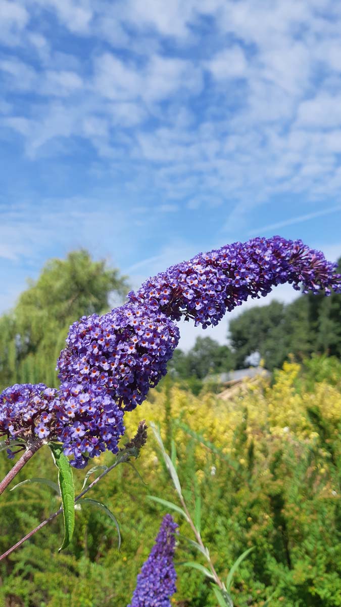 Buddleja alternifolia Tuinplanten
