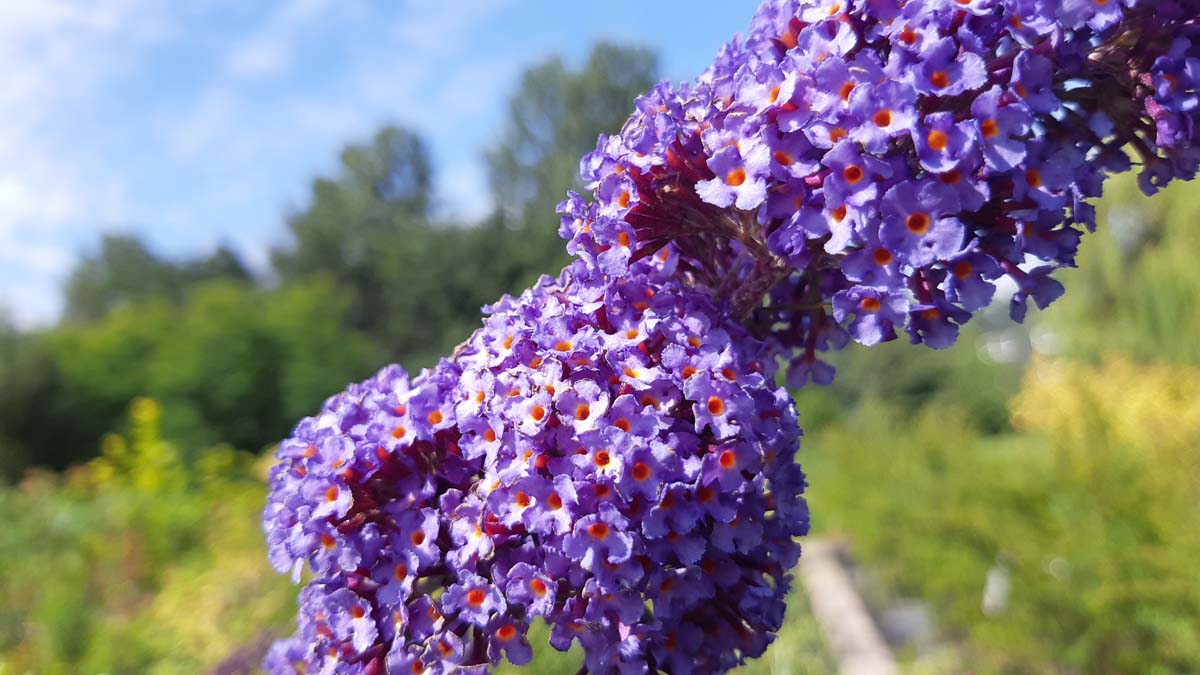 Buddleja alternifolia Tuinplanten