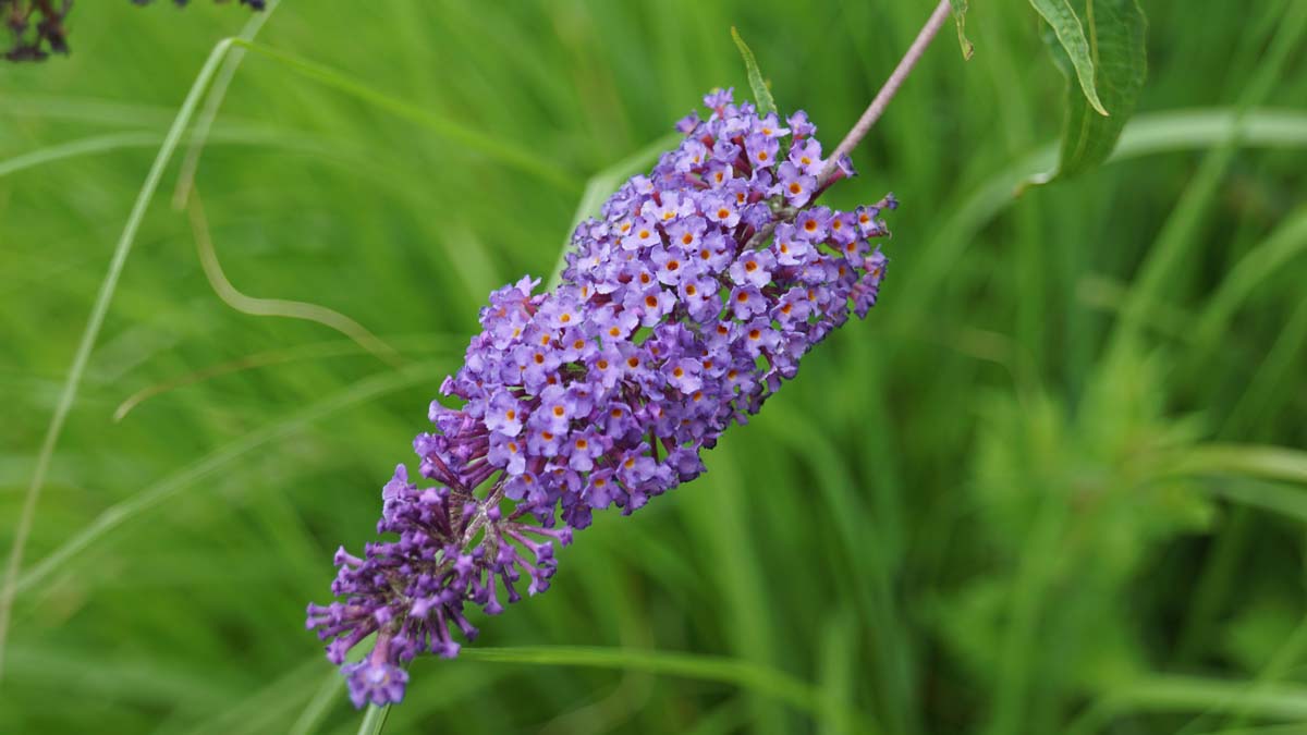 Buddleja davidii 'Empire Blue' haagplant