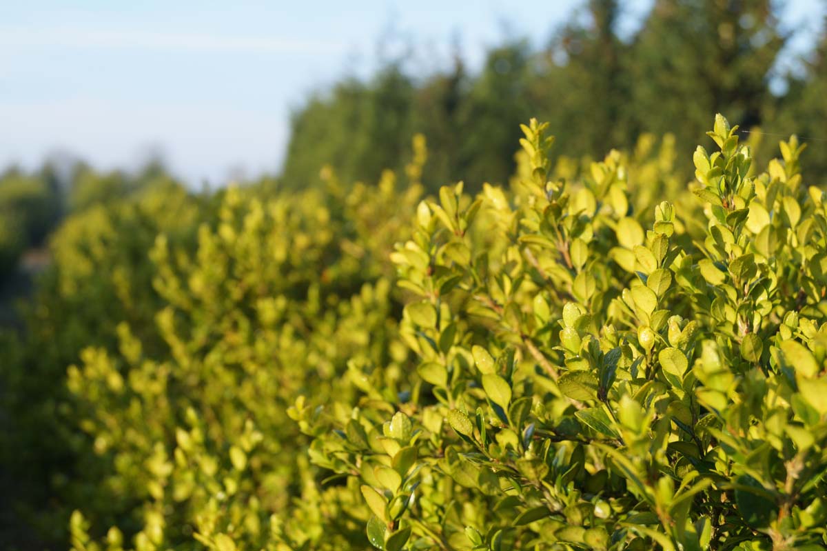 Buxus microphylla 'Faulkner' Tuinplanten