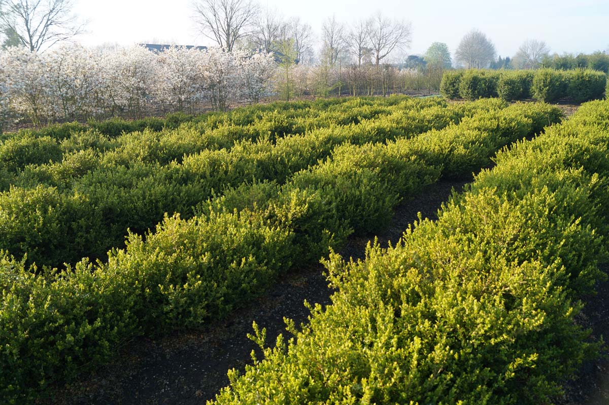 Buxus microphylla 'Faulkner' meerstammig / struik
