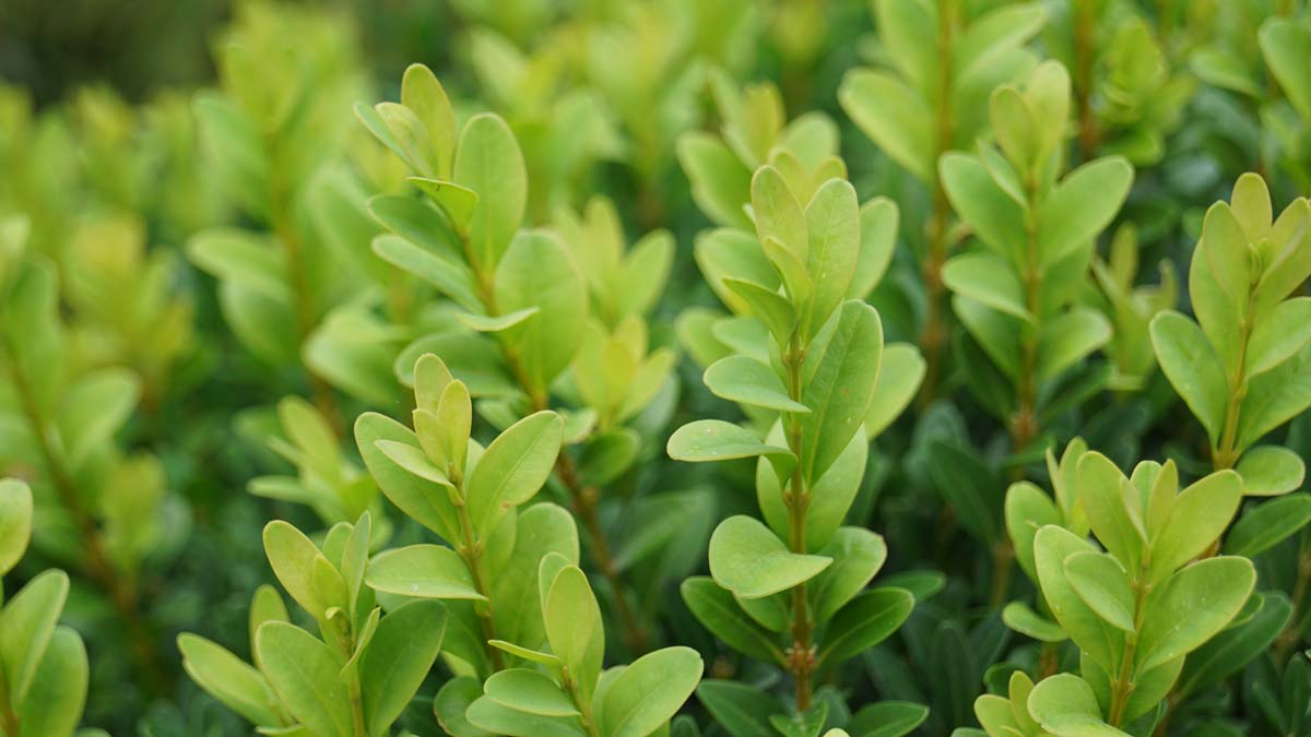 Buxus sempervirens