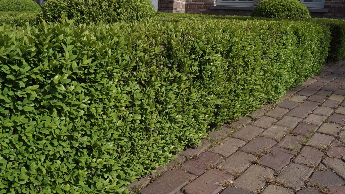 Buxus sempervirens
