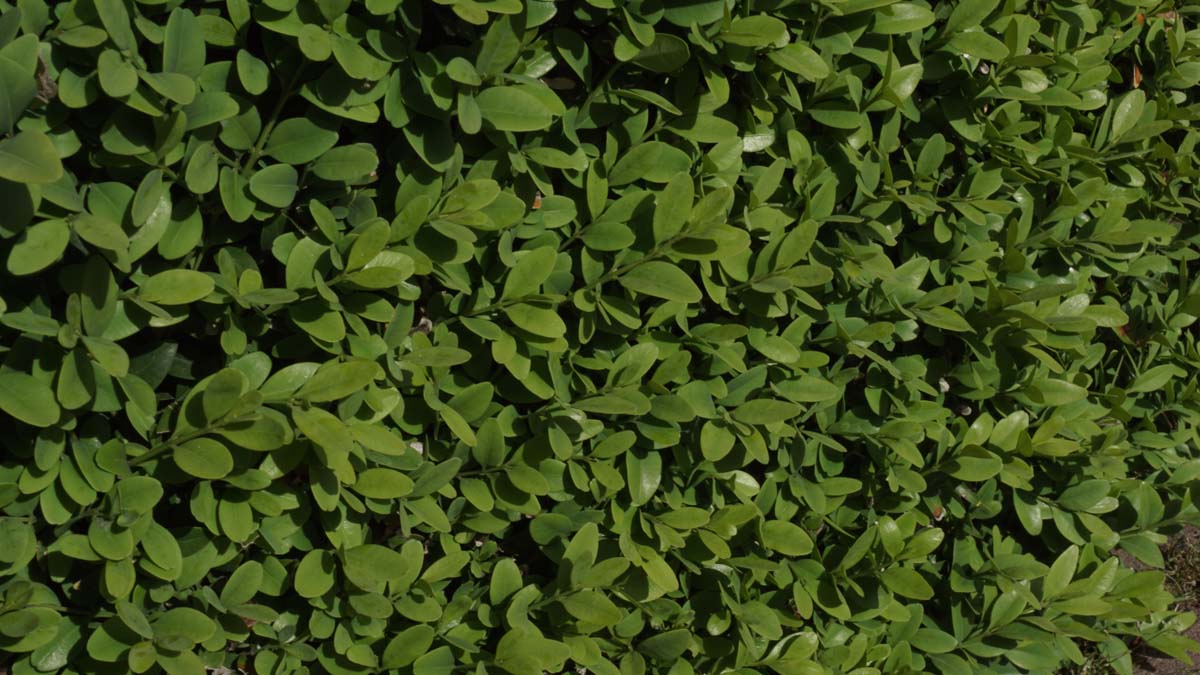 Buxus sempervirens Tuinplanten