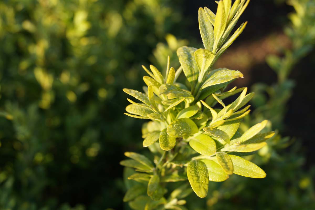 Buxus sempervirens 'Raket' meerstammig / struik