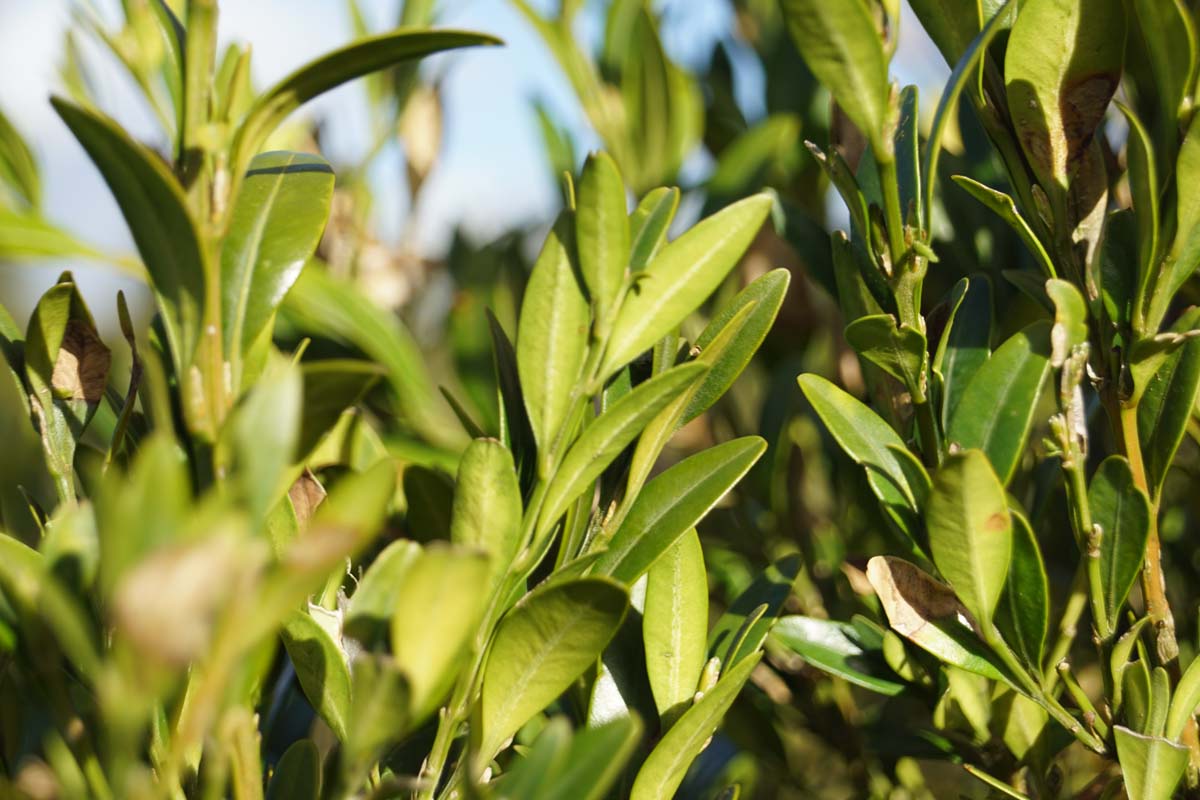 Buxus sempervirens 'Raket' meerstammig / struik