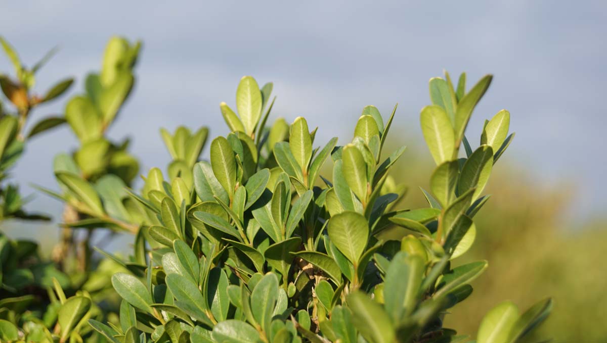 Buxus sempervirens 'Raket' meerstammig / struik