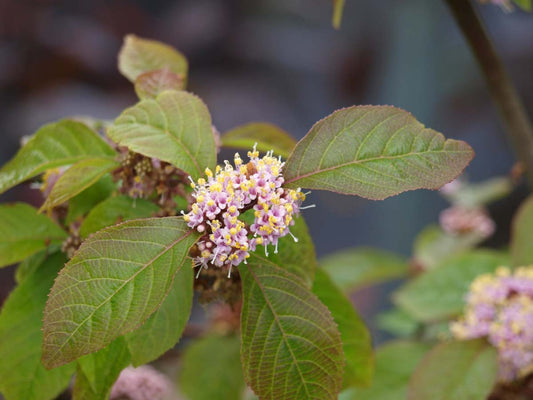 Callicarpa bodinieri giraldii Tuinplanten