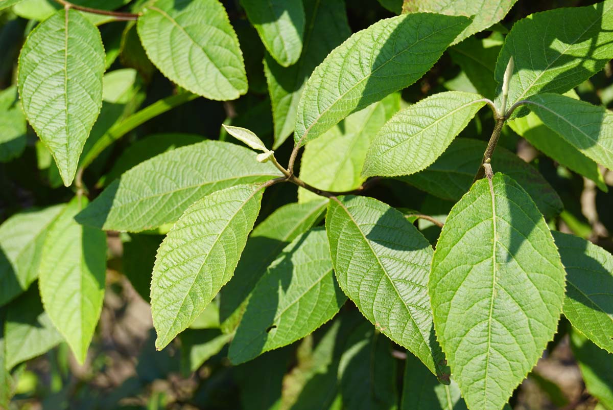 Callicarpa bodinieri 'Profusion' meerstammig / struik blad