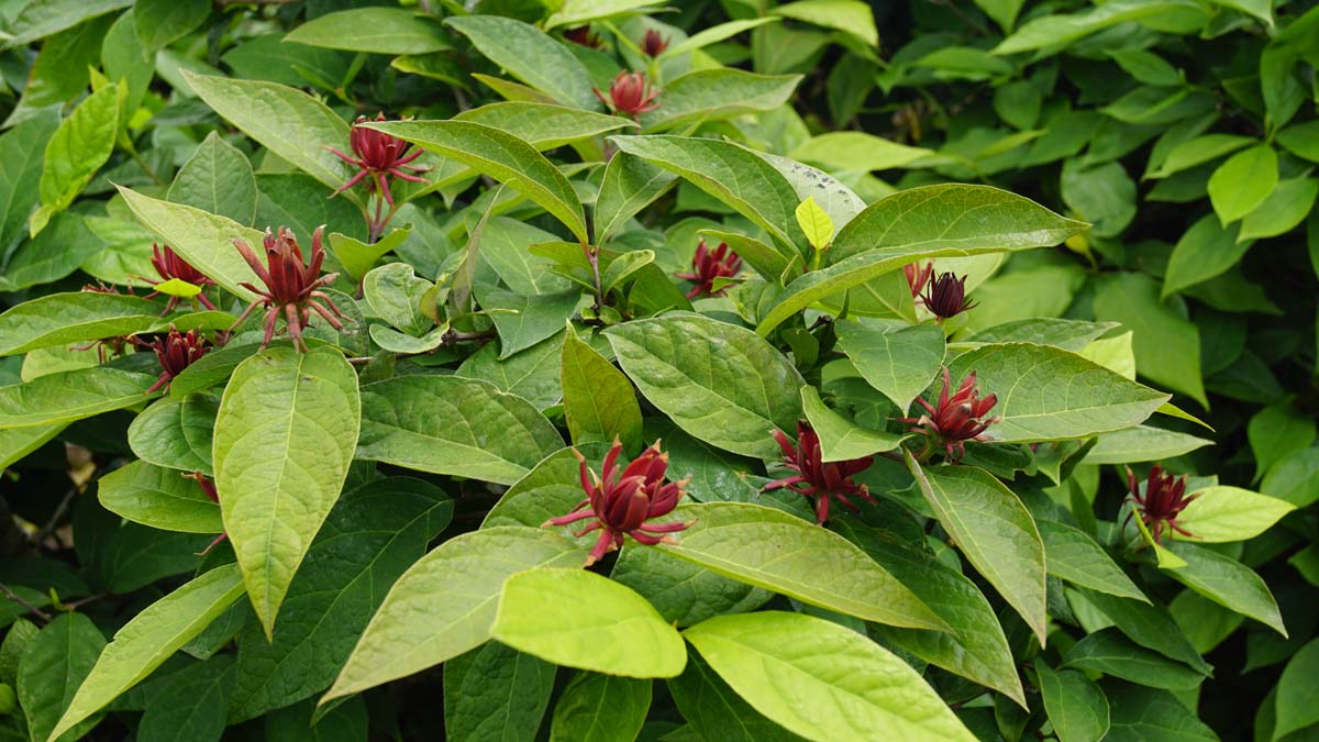 Calycanthus floridus meerstammig / struik bloesem