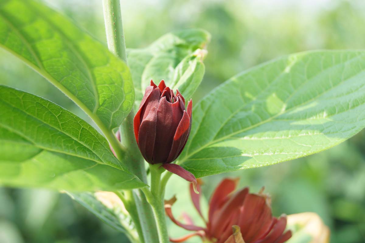 Calycanthus floridus meerstammig / struik bloem