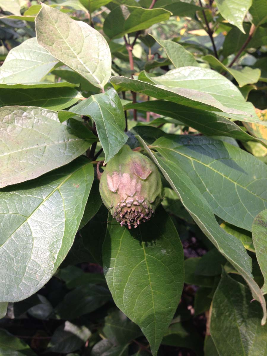 Calycanthus floridus op stam