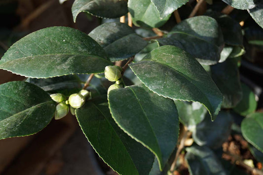 Camellia japonica 'Lady Campbell' op stam
