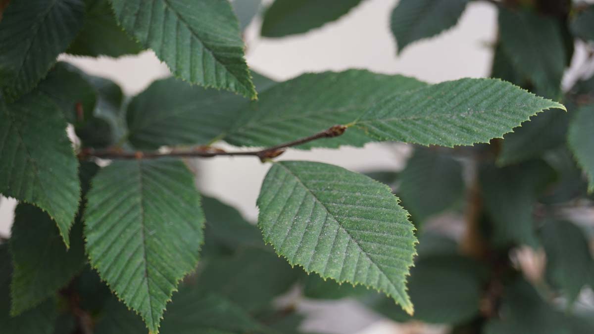 Carpinus betulus 'Fastigiata' op stam