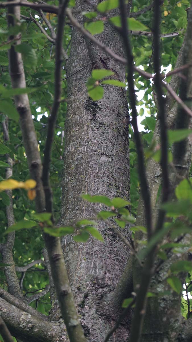 Carpinus betulus 'Fastigiata' leiboom