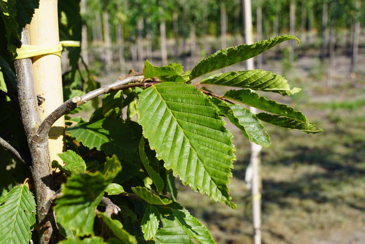 Carpinus betulus 'Pendula' op stam