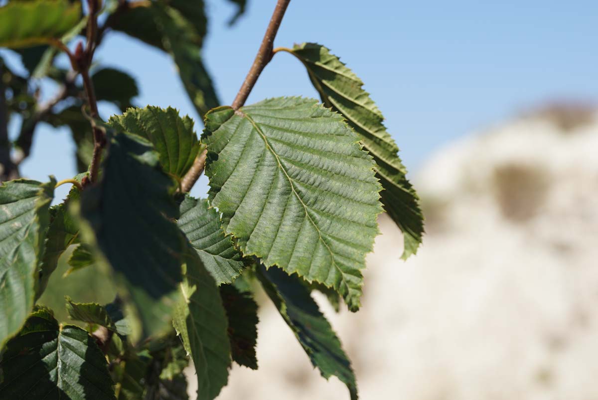 Carpinus betulus 'Purpurea' op stam