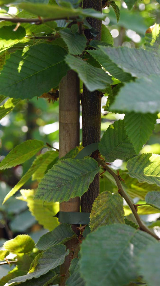 Carpinus caroliniana op stam