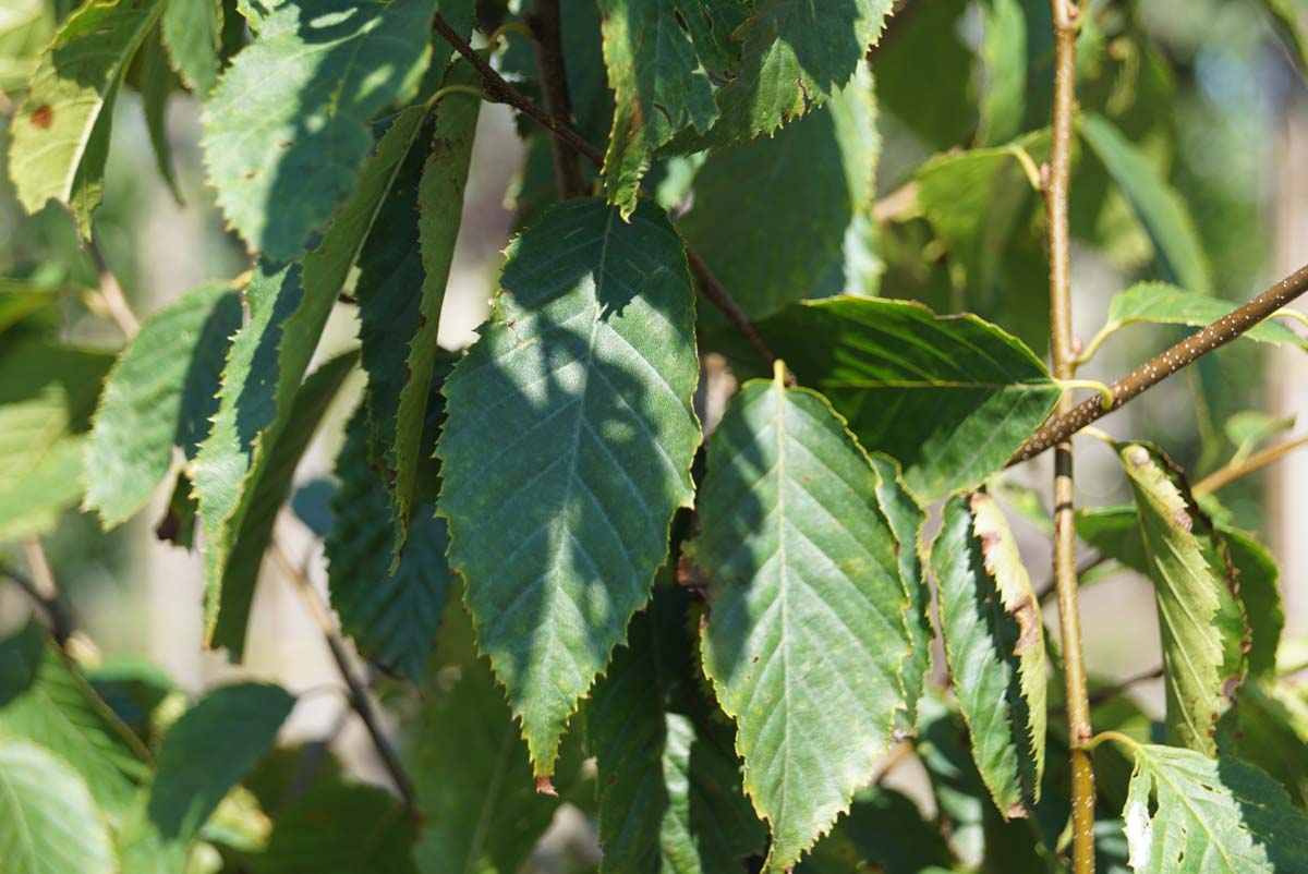Carpinus caroliniana meerstammig / struik
