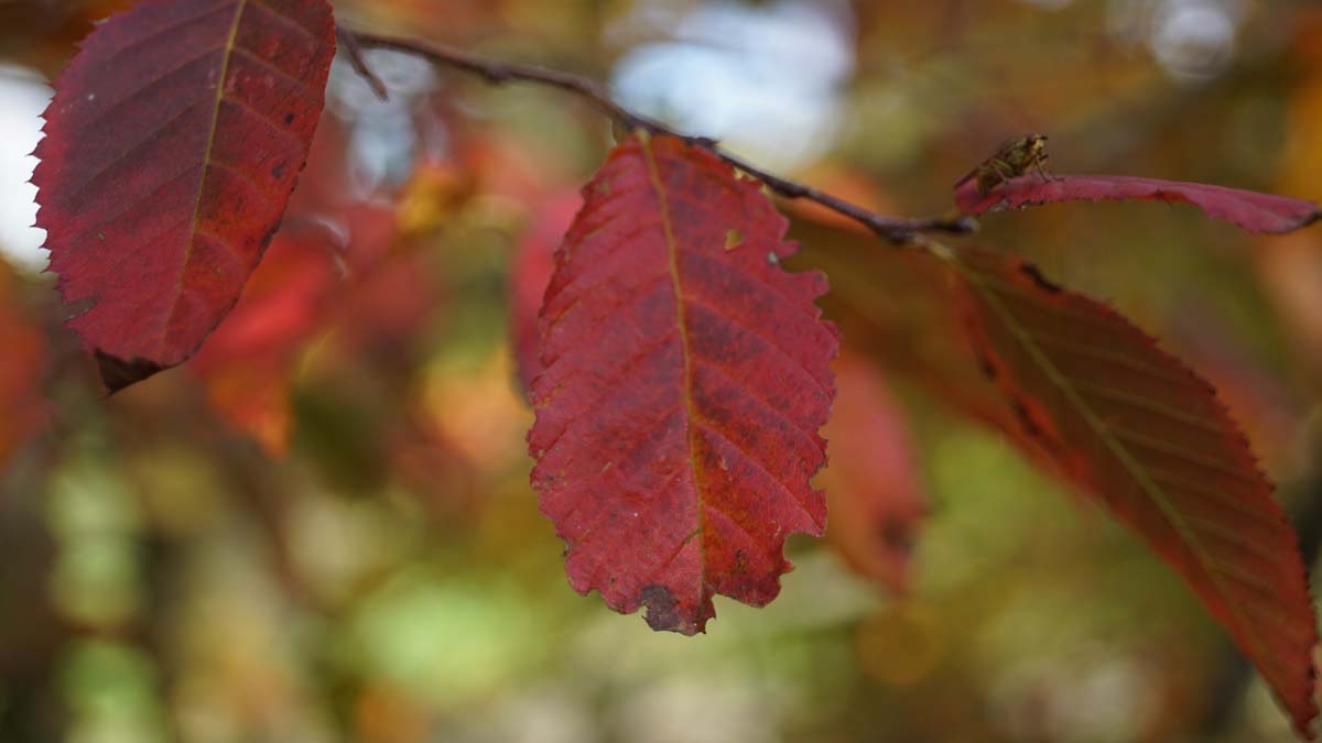 Carpinus cordata solitair