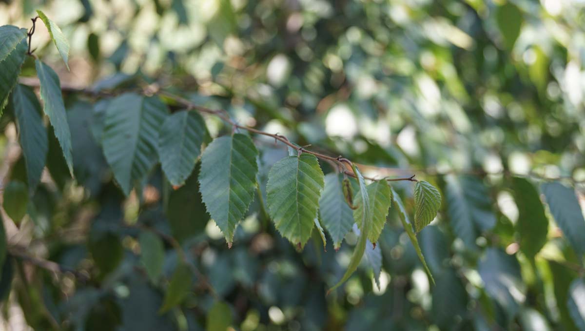 Carpinus henryana op stam