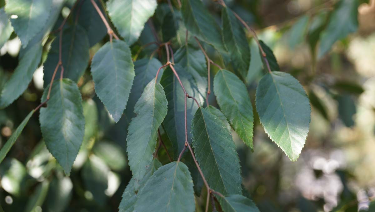 Carpinus henryana op stam