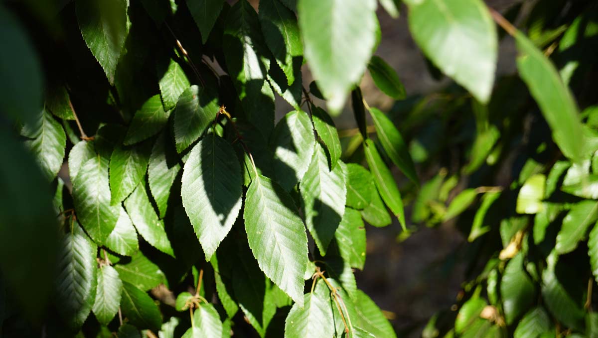 Carpinus henryana op stam