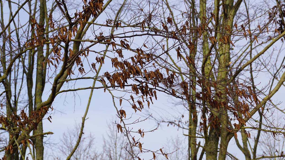 Carpinus turczaninowii op stam