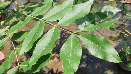 Carya illinoinensis Tuinplanten