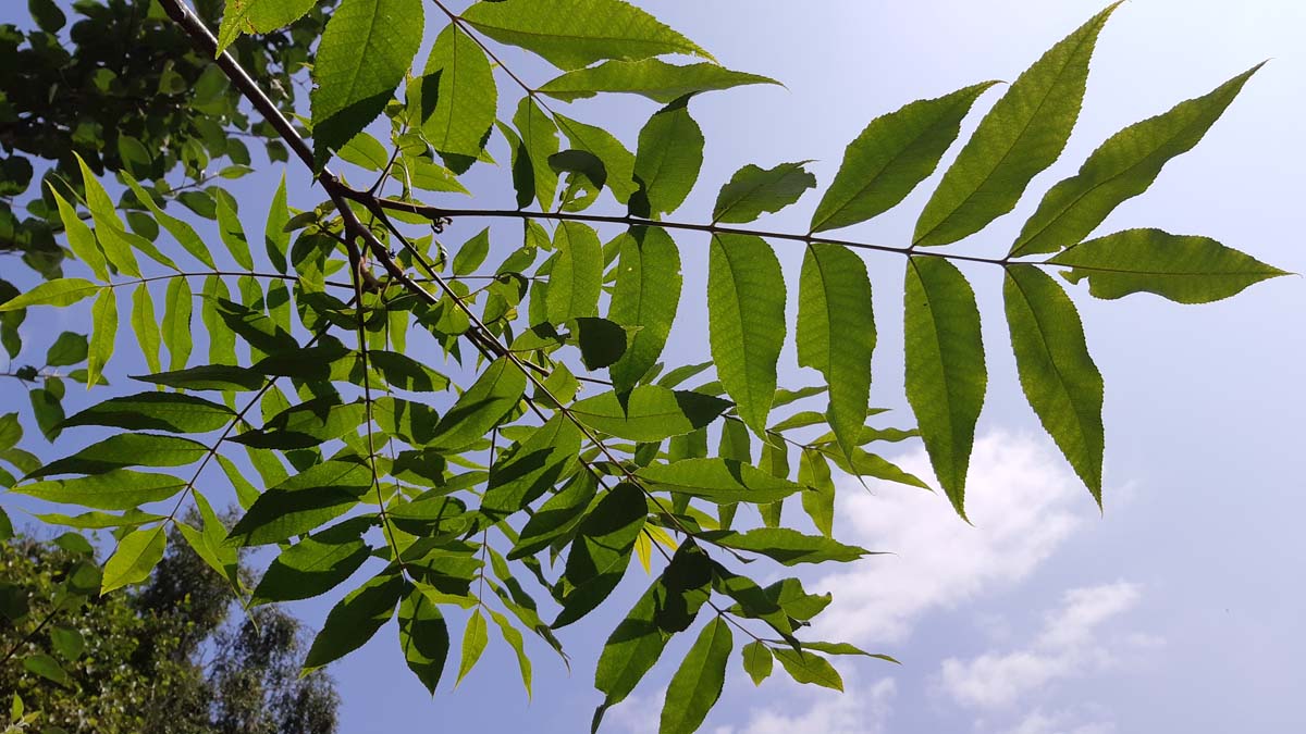Carya illinoinensis meerstammig / struik