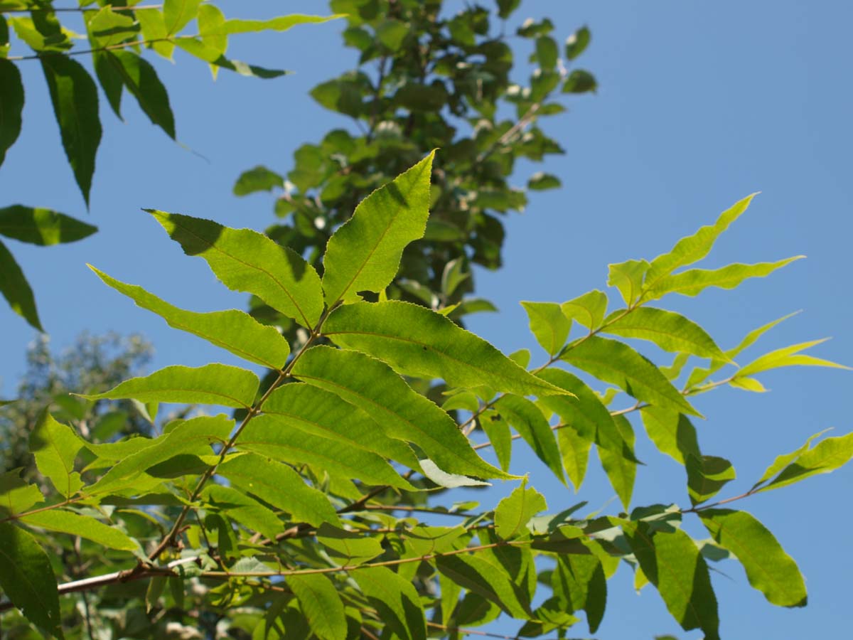 Carya illinoinensis solitair
