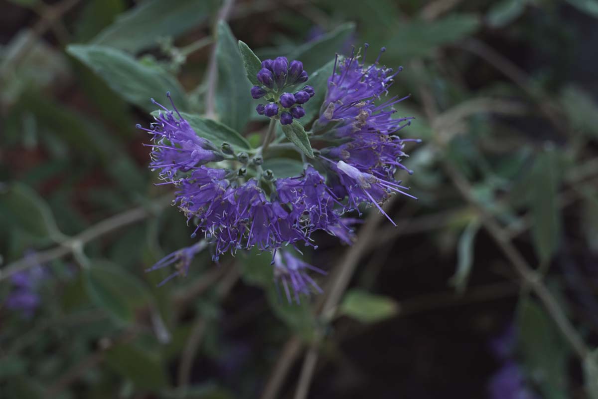 Caryopteris clandonensis 'Heavenly Blue' meerstammig / struik
