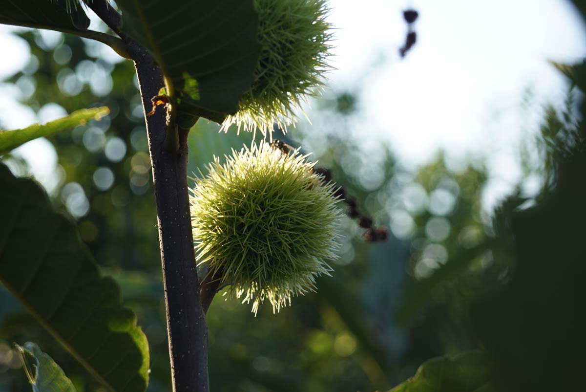 Castanea sativa solitair vrucht