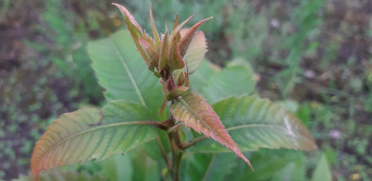 Castanea sativa Tuinplanten blad