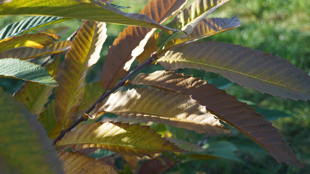 Castanea sativa Tuinplanten herfstkleur