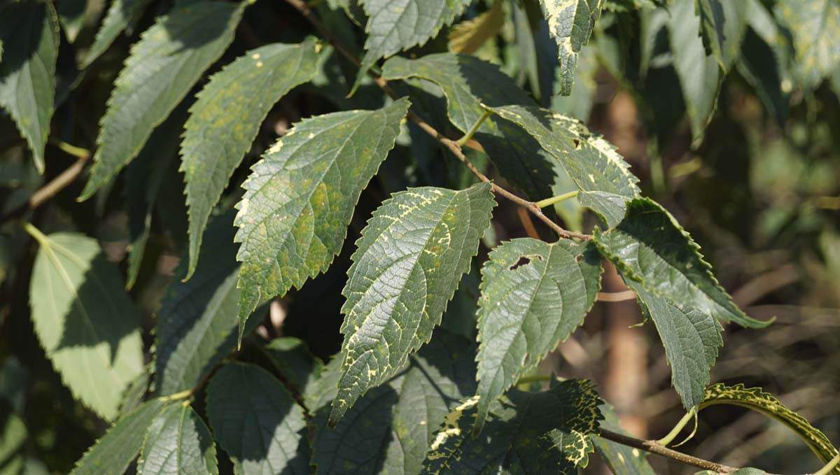 Celtis australis meerstammig / struik blad