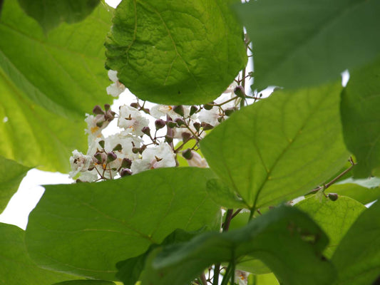 Catalpa bignonioides 'Aurea' meerstammig / struik bloem