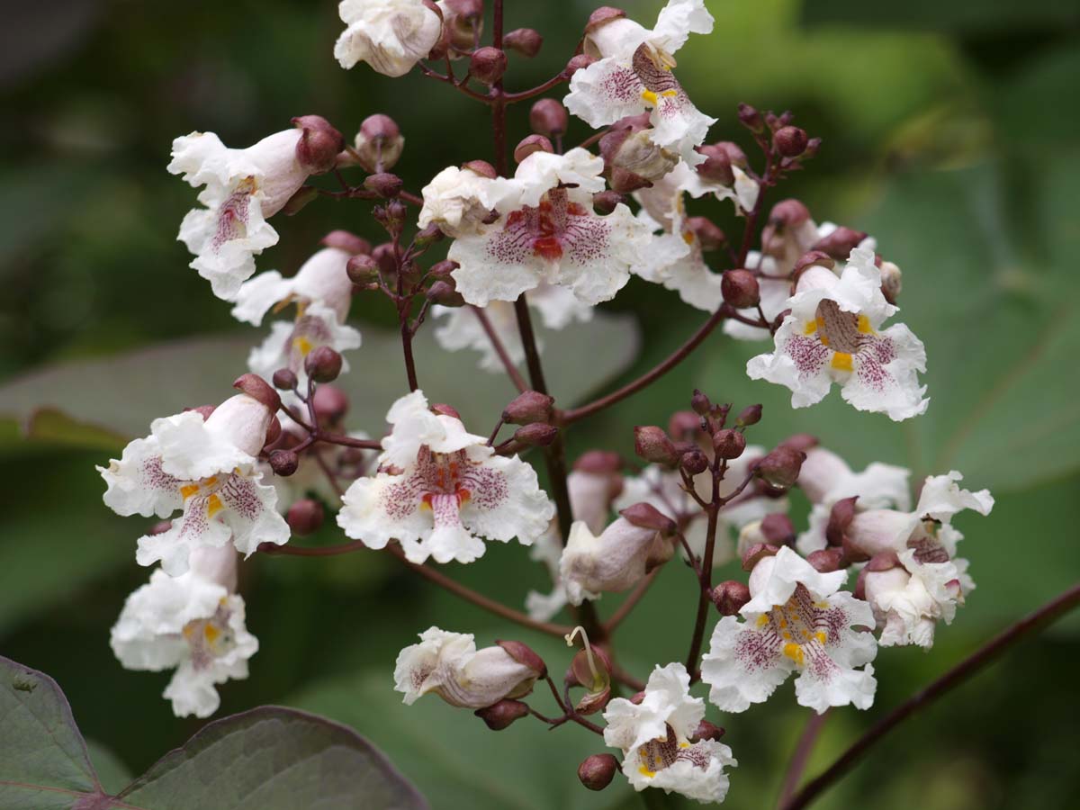 Catalpa erubescens 'Purpurea' op stam