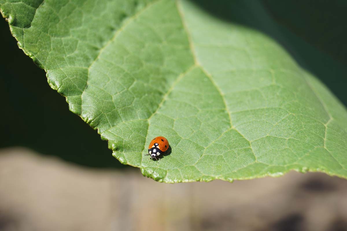 Catalpa ovata solitair biodiversiteit