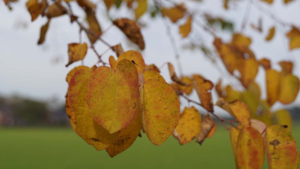 Cercidiphyllum japonicum solitair herfstkleur