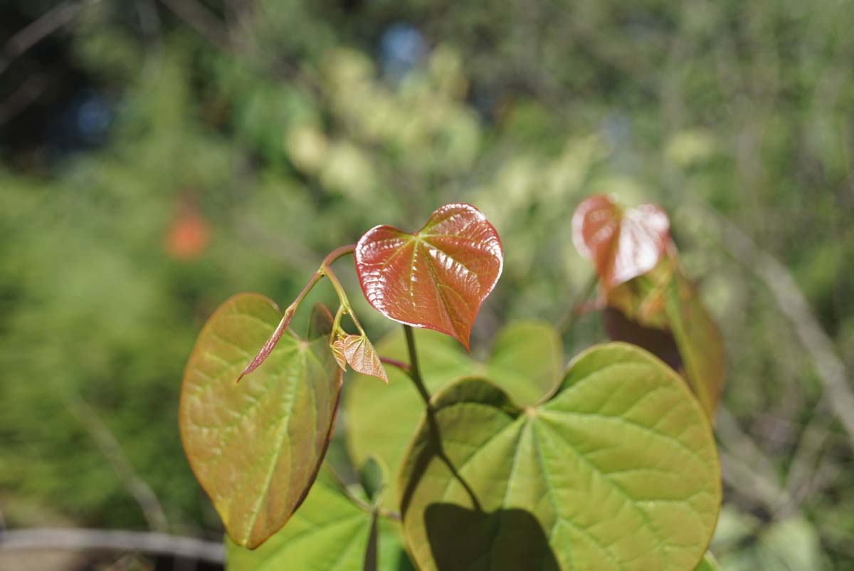 Cercis chinensis op stam blad