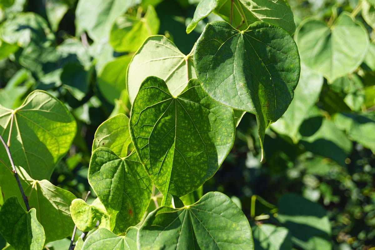 Cercis chinensis op stam blad