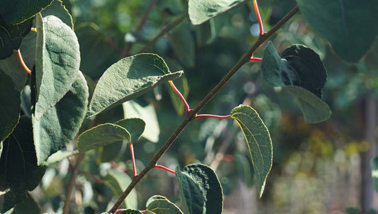 Cercidiphyllum japonicum 'Rotfuchs' Tuinplanten blad