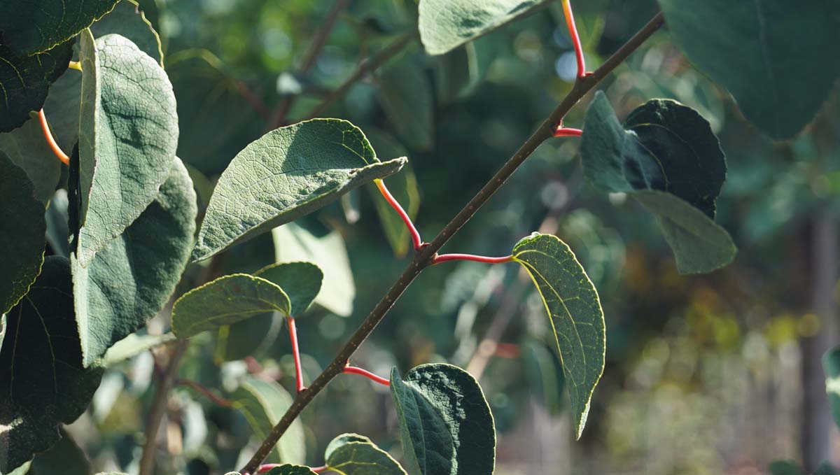 Cercidiphyllum japonicum 'Rotfuchs' op stam blad
